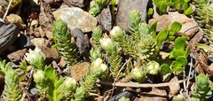 Kelleria laxa