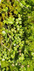Hydrocotyle sulcata