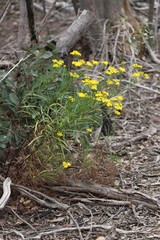Senecio linearifolius linearifolius
