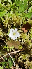 Geranium microphyllum