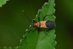 Dysdercus peruvianus