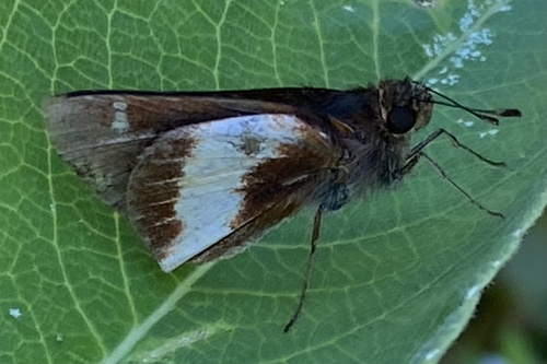 Vettius ploetzii