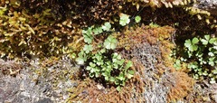 Azorella pallida