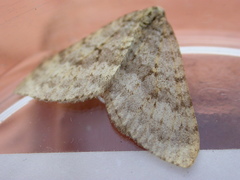 Colostygia multistrigaria