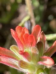 Castilleja arvensis pastorei