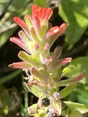 Castilleja arvensis pastorei