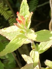 Castilleja arvensis pastorei