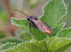 Elaphroptera scoliaeformis