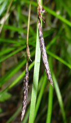 Carex lucorum austrolucorum