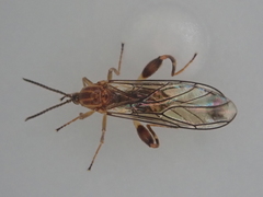 Canthyloscelis antennata