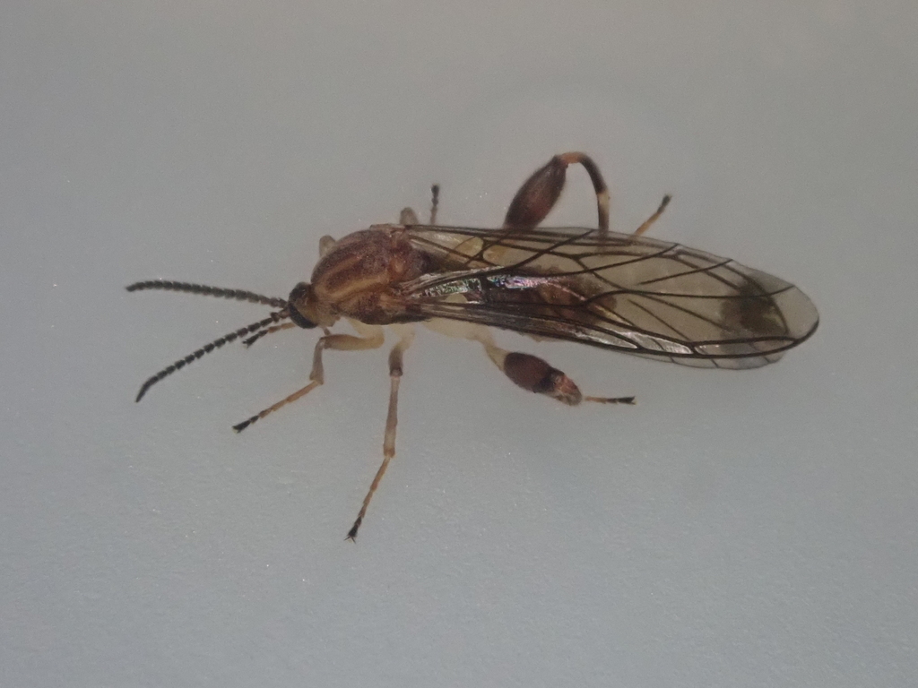 Canthyloscelis antennata