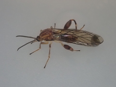 Canthyloscelis antennata