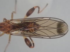 Canthyloscelis antennata