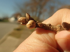 Kermesidae