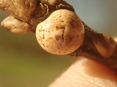 Kermesidae