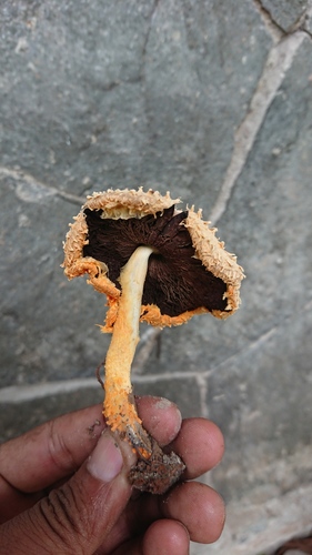 scaly tangerine mushroom