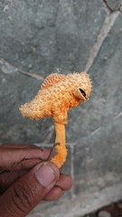 Agaricus trisulphuratus