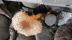 Agaricus trisulphuratus