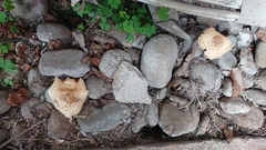 Agaricus trisulphuratus