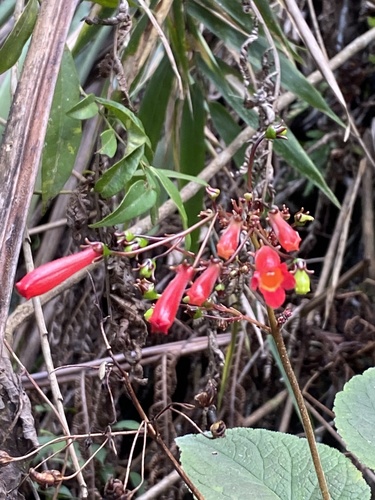 Sinningia gigantifolia