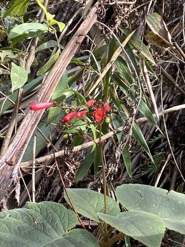 Sinningia gigantifolia