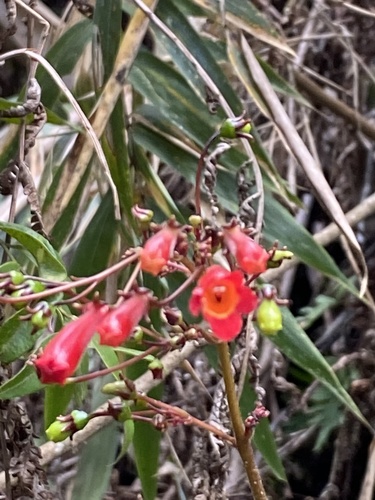 Sinningia gigantifolia