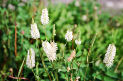 Sanguisorba