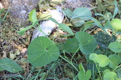 Aristolochia fimbriata