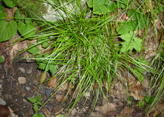 Carex lucorum austrolucorum