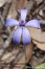 Cyanicula sericea