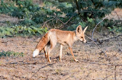 Vulpes vulpes pusilla
