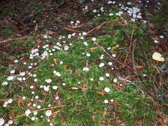 Mycena tenax