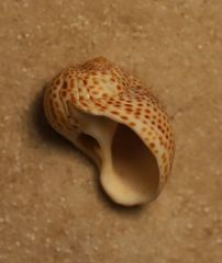 Naticarius stercusmuscarum