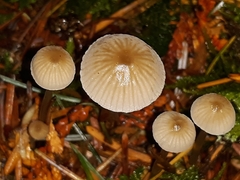 Mycena tenax