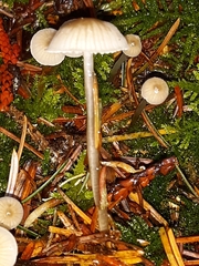 Mycena tenax