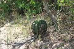 Echinopsis oxygona