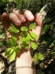 Achatocarpus praecox