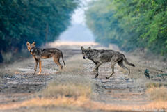 Canis lupus pallipes