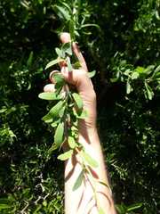 Acanthosyris spinescens