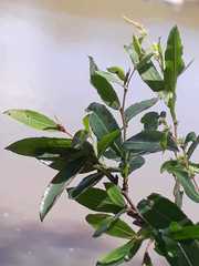 Phyllanthus sellowianus