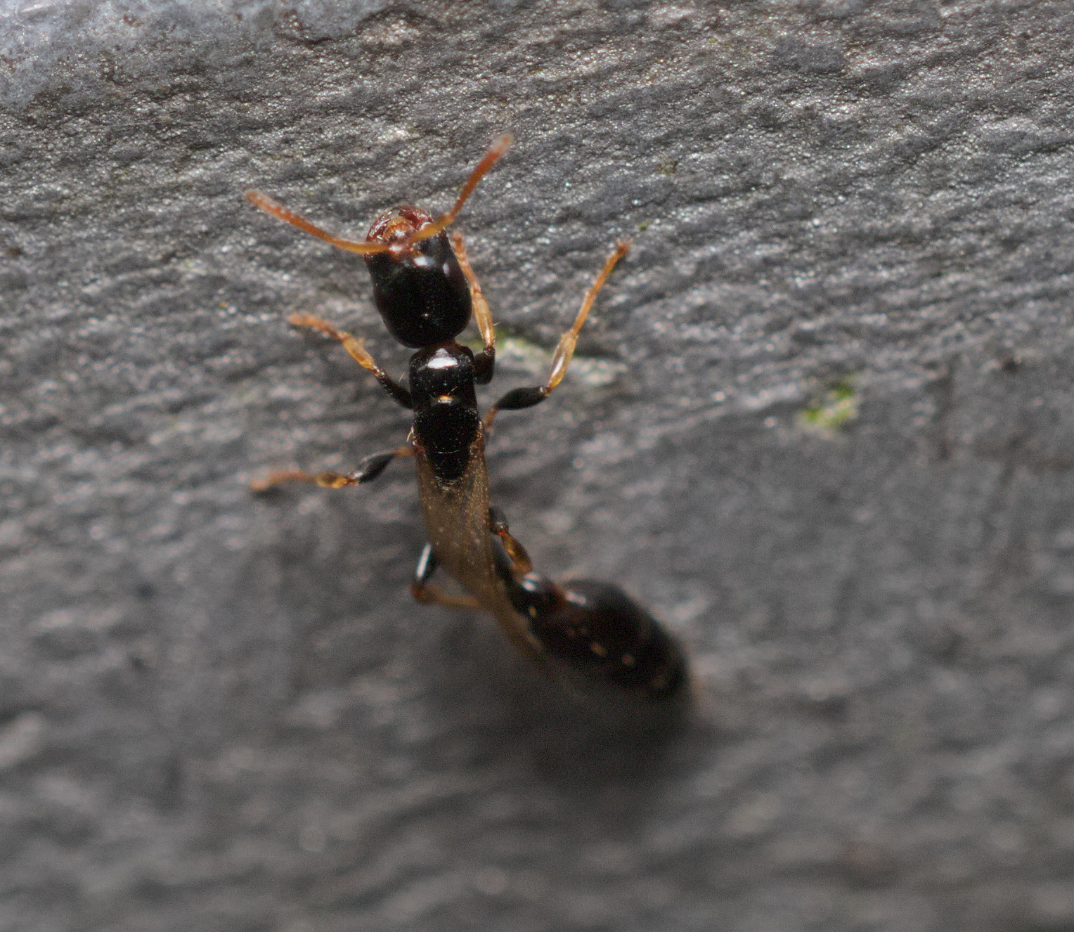 Tetraponera allaborans