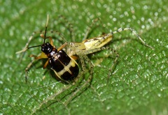Paratriarius