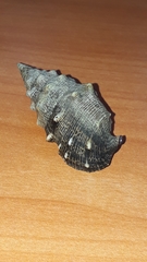 Cerithium maculosum