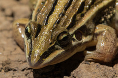 Leptodactylus gracilis