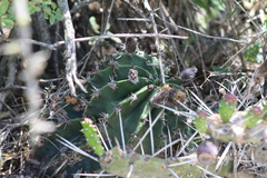 Echinopsis oxygona