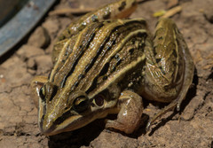 Leptodactylus gracilis