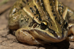 Leptodactylus gracilis