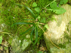 Carex leptonervia