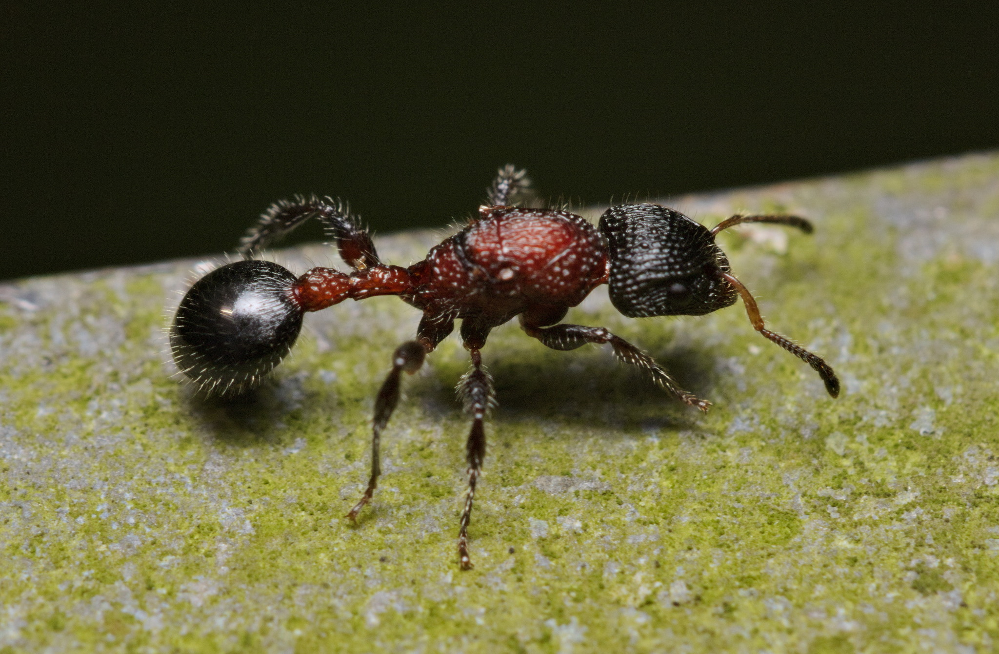 Dilobocondyla