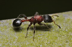 Dilobocondyla